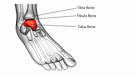 Talar Dome Anatomy