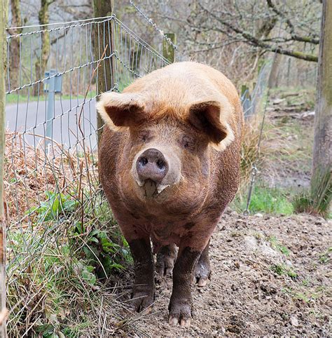 Black Tamworth pig