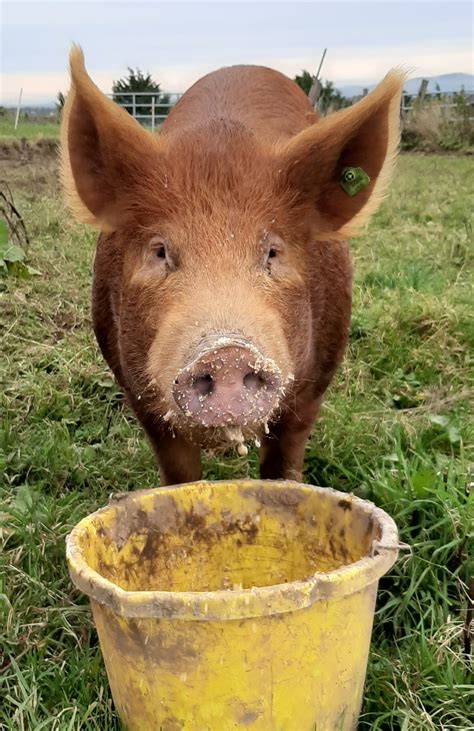 Chocolate Tamworth pig