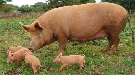 Tamworth Pig Nutrition