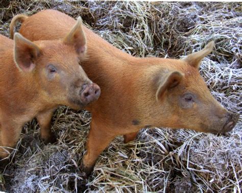 Silver Tamworth pig