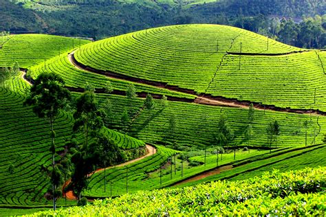 Tea Plantation