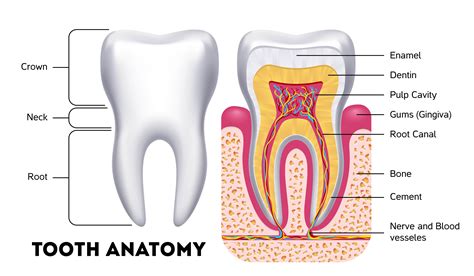 Description of Teeth Structure