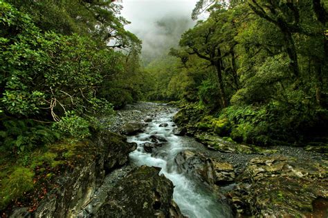 Description of Temperate rainforest landscape