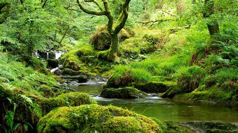 Temperate rainforest landscape