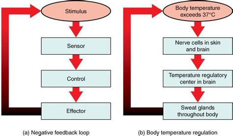 Temperature Regulation Mechanisms