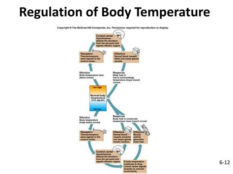 Temperature Regulation in Everyday Life