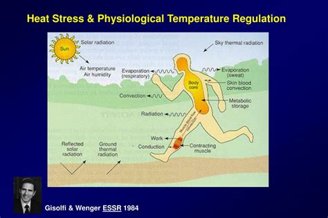 Temperature Regulation in Sports and Exercise