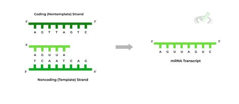 template and non-template strand applications