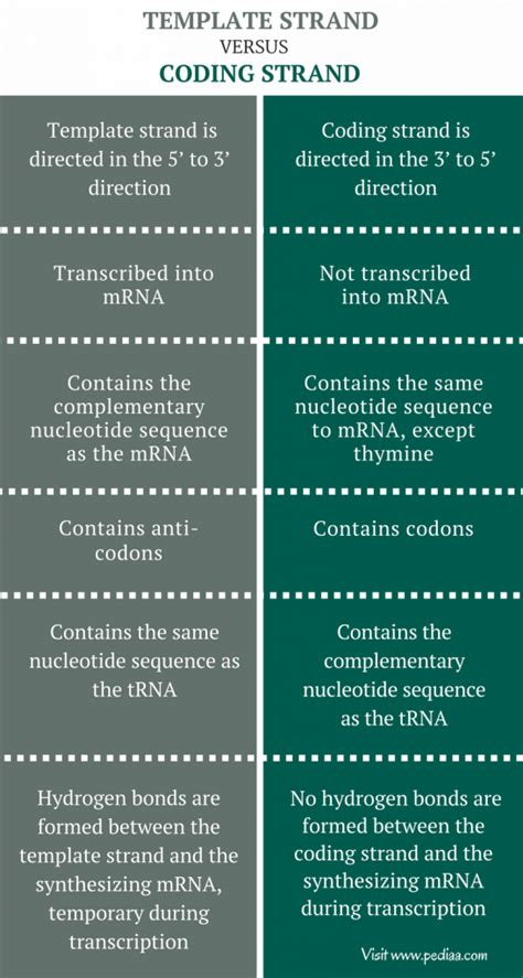 template and non-template strand comparison