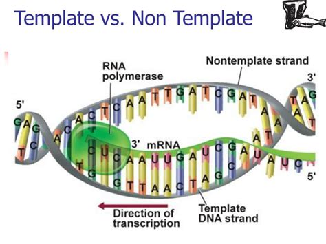 Importance of Template and Nontemplate Strands