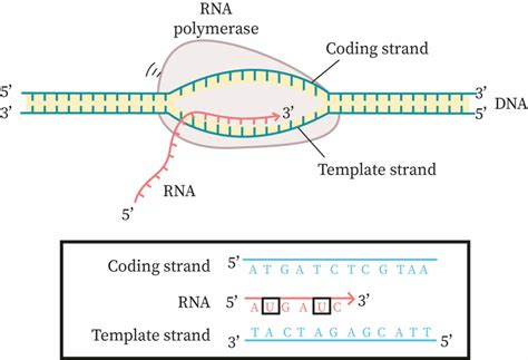 Template and Nontemplate Strand Relationship