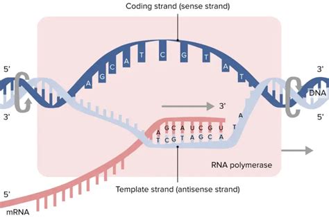 template strand illustration