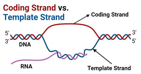 template strand FAQ