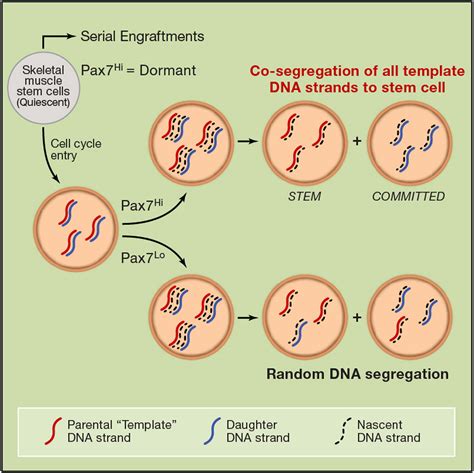 Cell Division