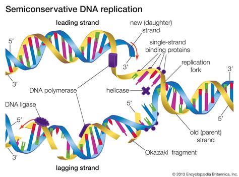 DNA Structure