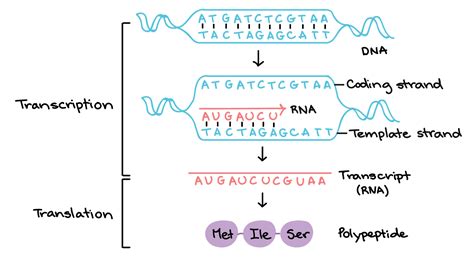 Gene Regulation