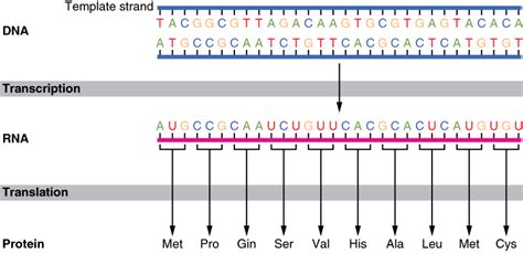 Template Strand Sequence Analysis