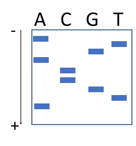 Template Strand Sequence Identification