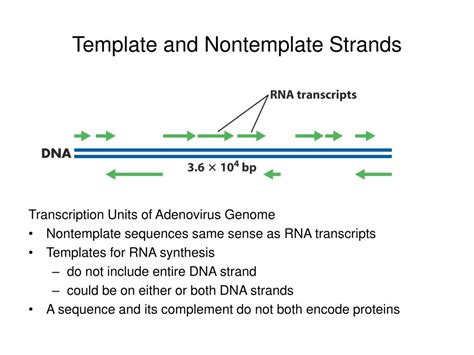 template vs non-template strand comparison