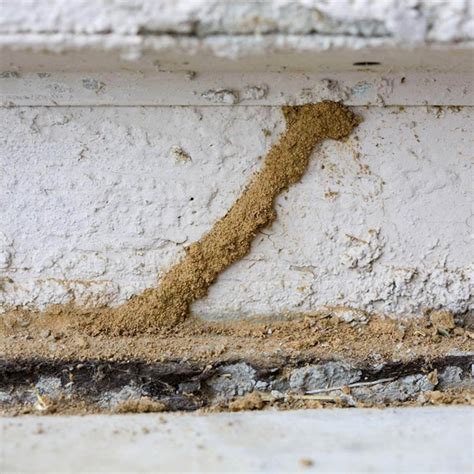 Termite Control