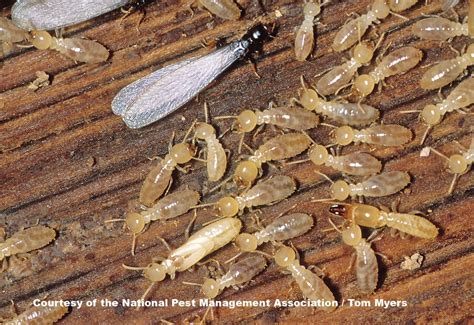 Termite Decomposers