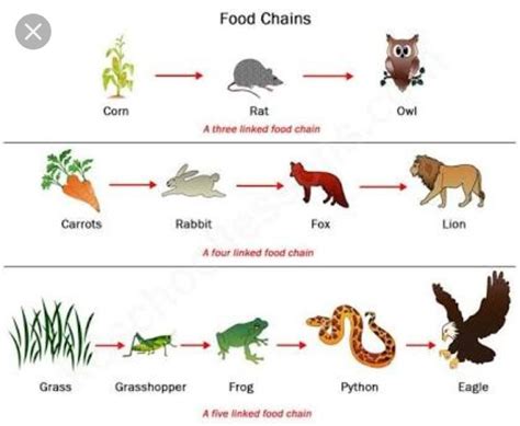 Terrestrial Food Chain