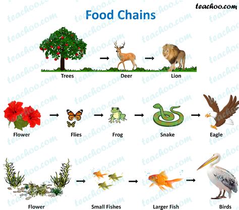 Terrestrial Food Chains