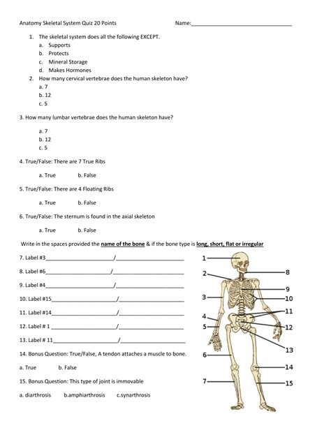 Anatomy Practice Questions