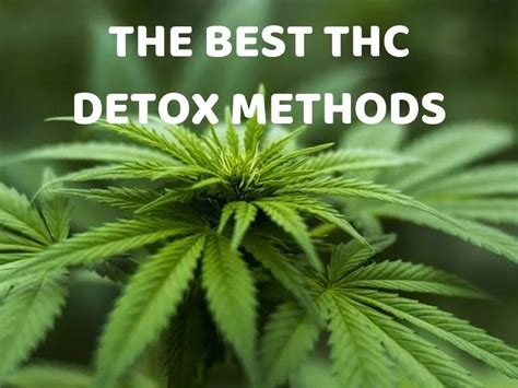 THC Detox Methods