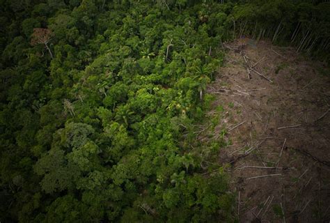 Threats to rainforests