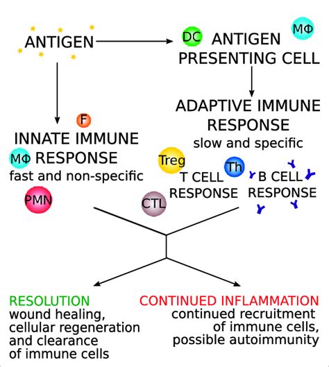 Threonate immune function