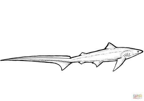 Thresher Shark Coloring Page