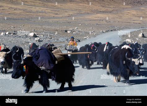 Tibetan yak herders