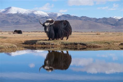 Tibetan yaks in the snow