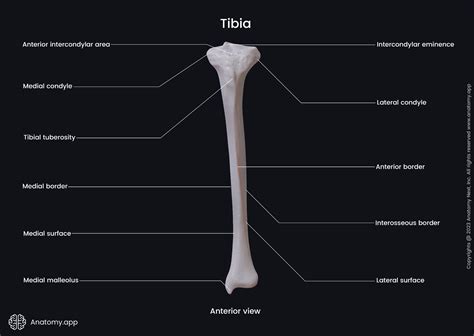 A diagram of the tibia, highlighting its structure and function