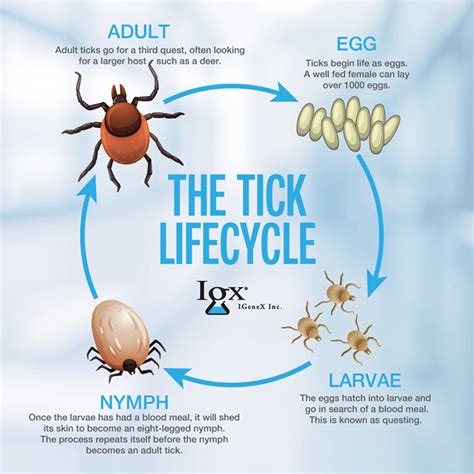 Description of Tick Life Cycle