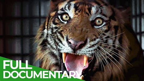 Tiger documentary