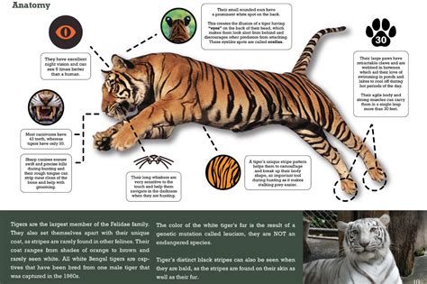 Tiger education