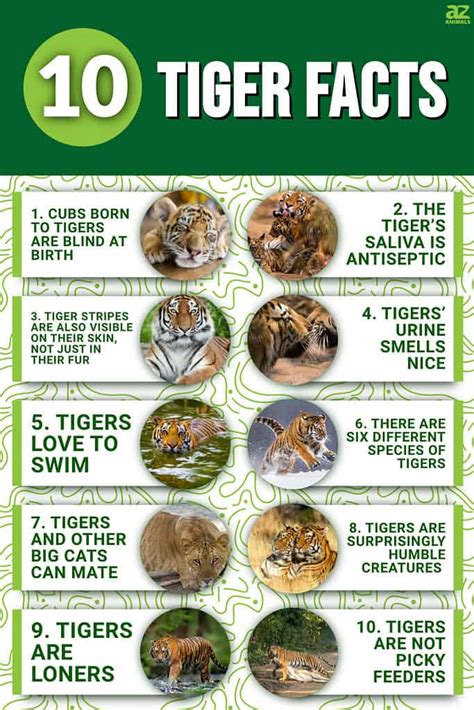 Tiger Facts