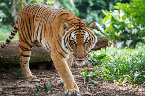 Tiger habitat