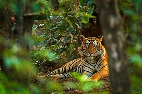 Tiger in the wild