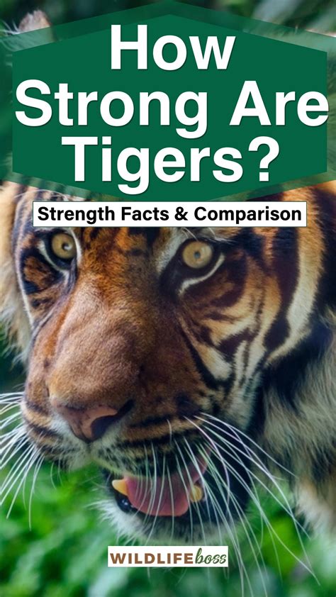 Tiger Strengths