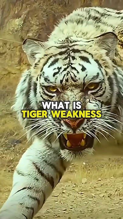 Tiger Weaknesses