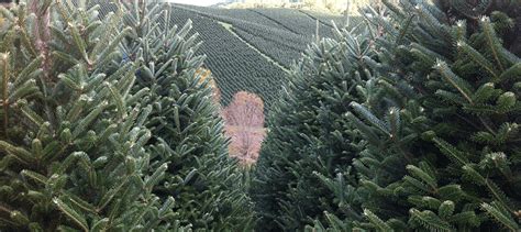 Tips for Selling Fresh Cut Wholesale Christmas Trees