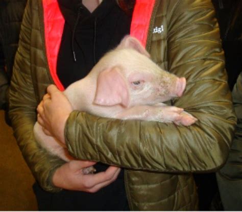 Tiroler Schwein Breed