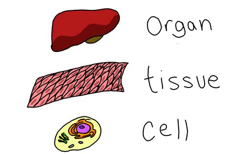 Tissues and Organs