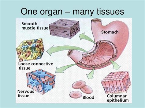 Tissues and Organs