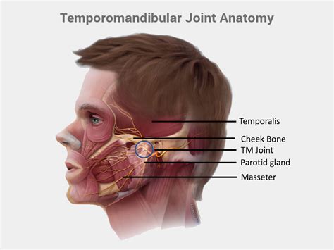 TMJ and Ear Connection