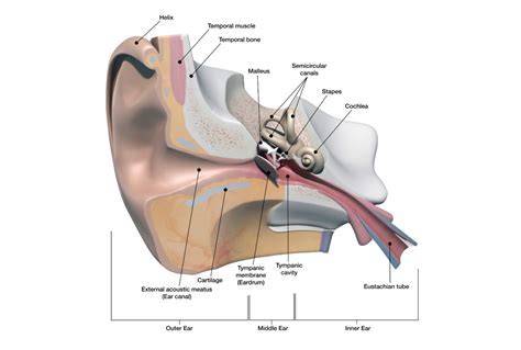 TMJ and Ear Connection